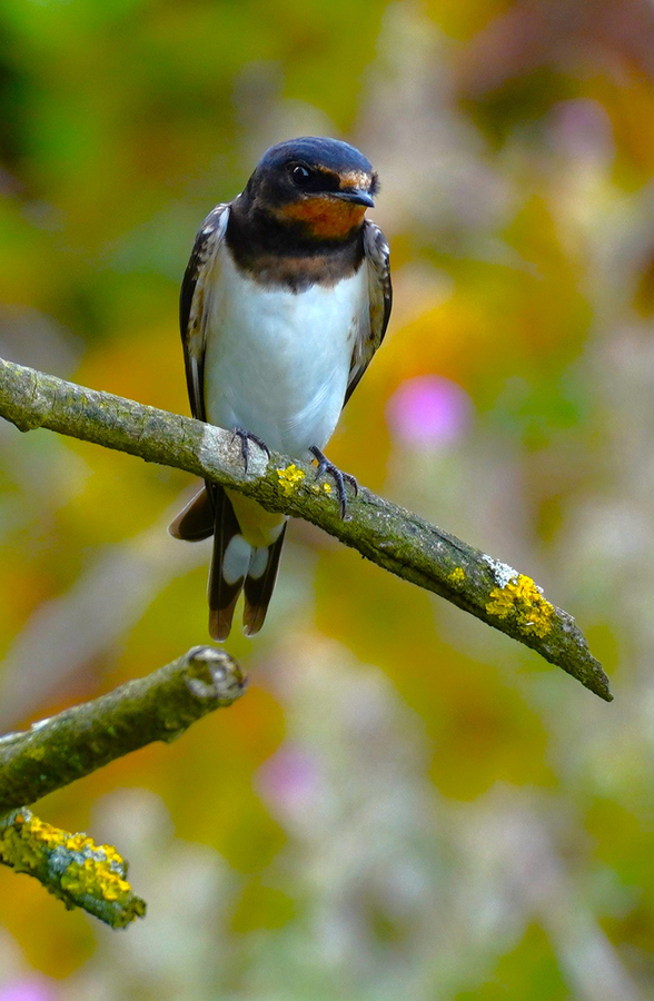 Swallow at Dusk